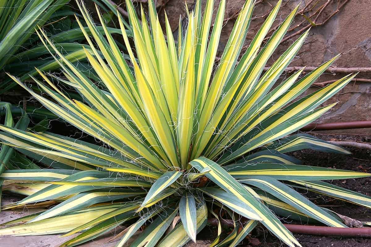 Yucca