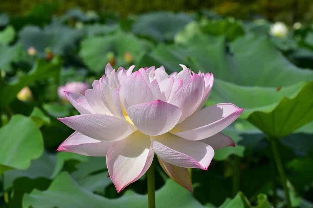 Lotus Root