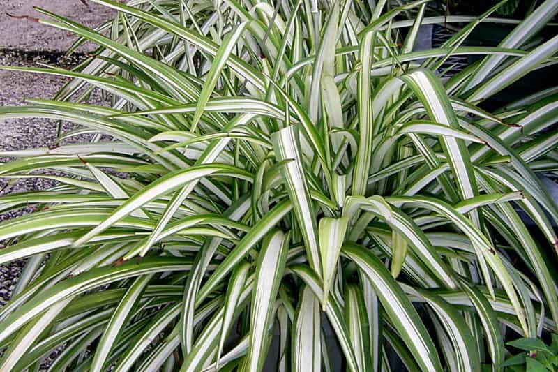 Spider Plant