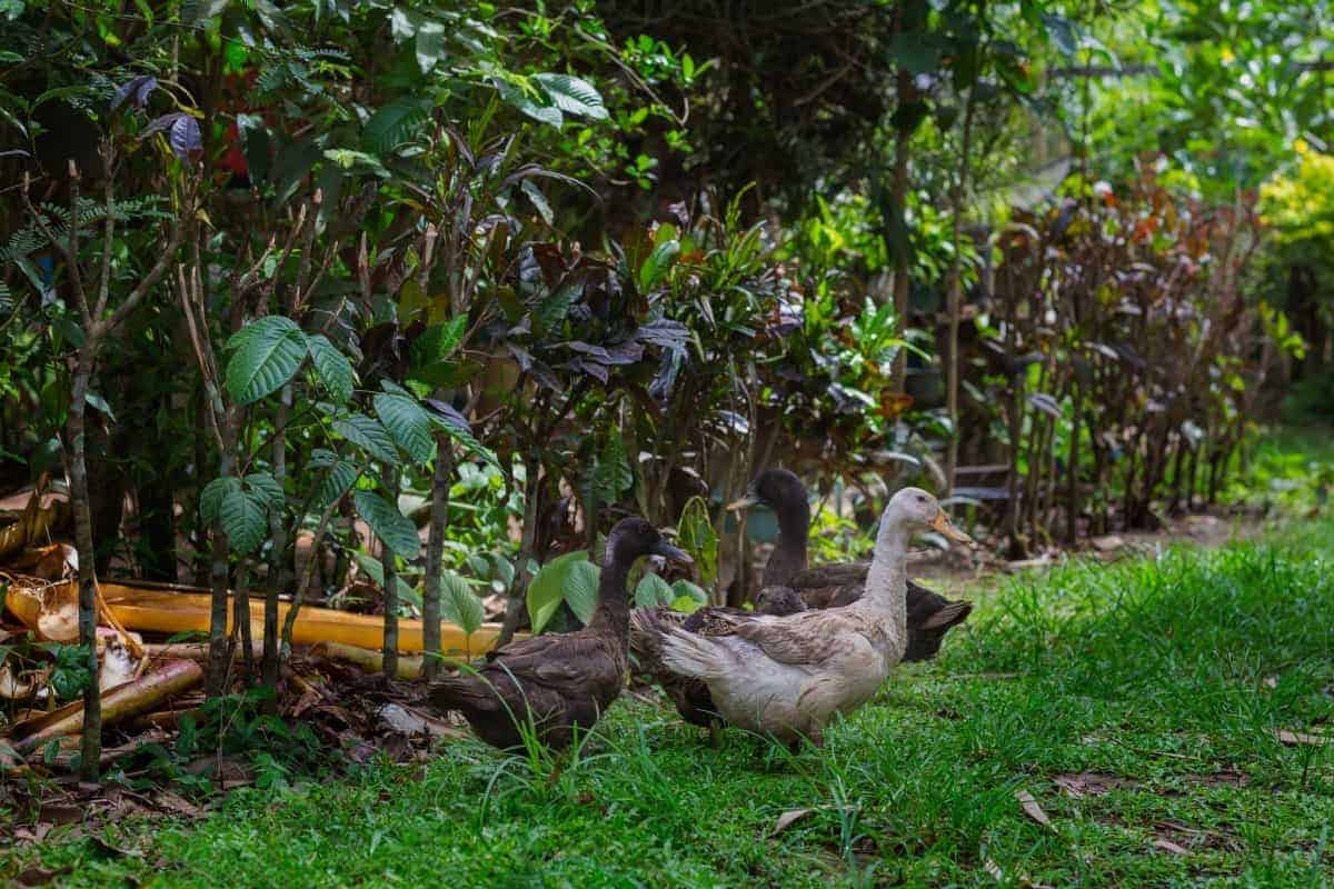 Using Ducks in the Garden