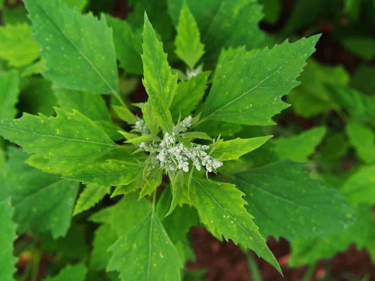 Lamb’s Quarters (Chenopodium album)