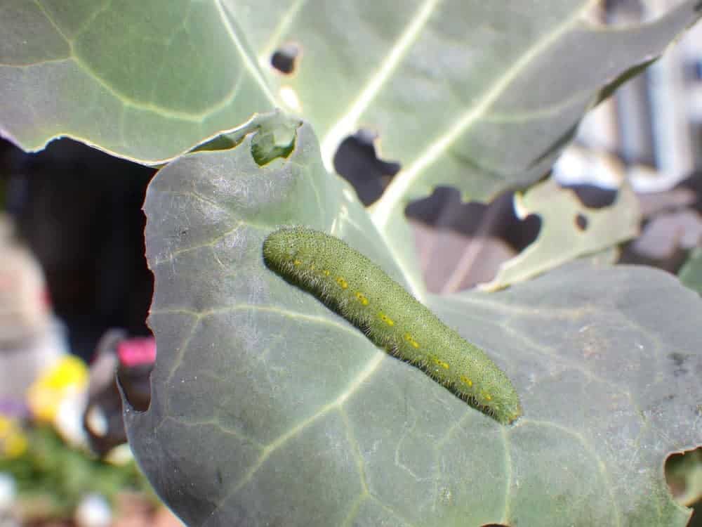 Larva