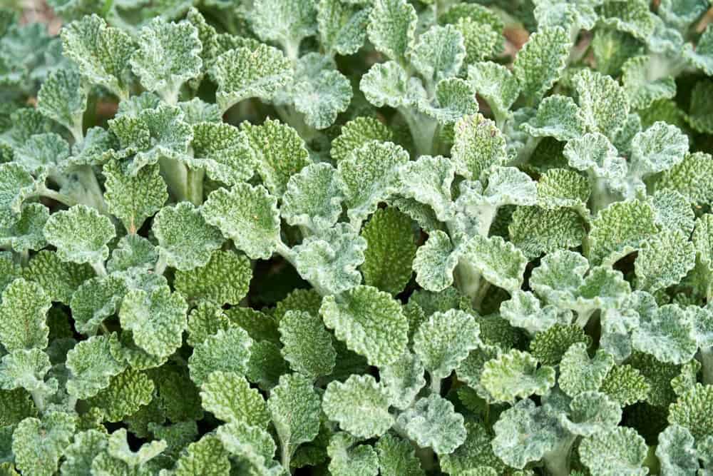 Horehound