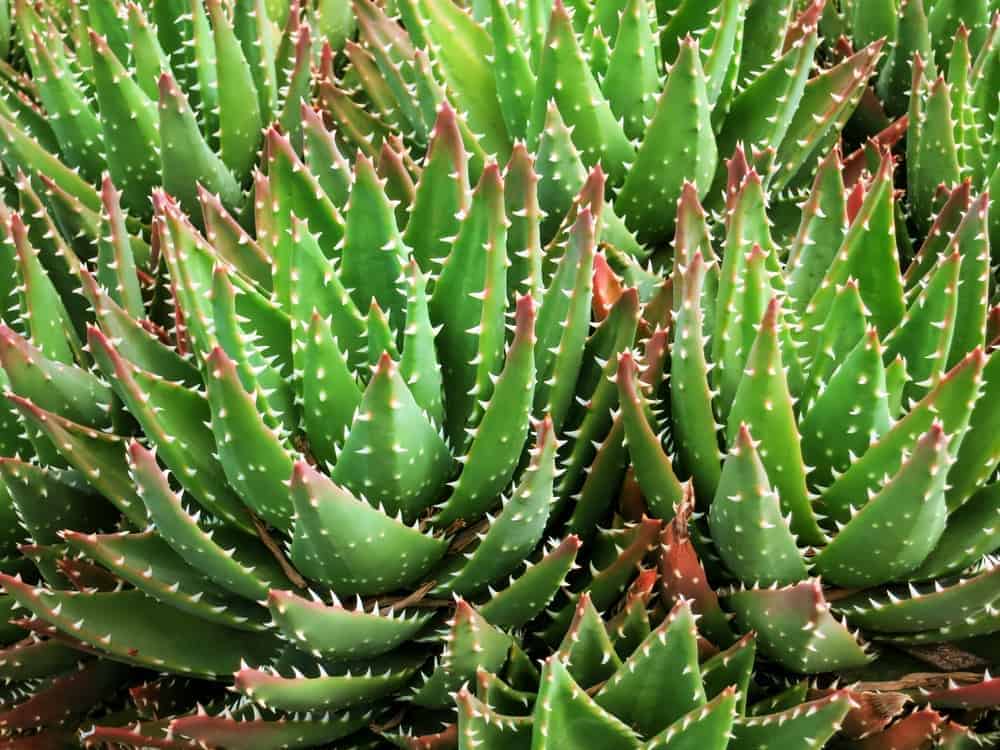 Propagating and Planting Aloe