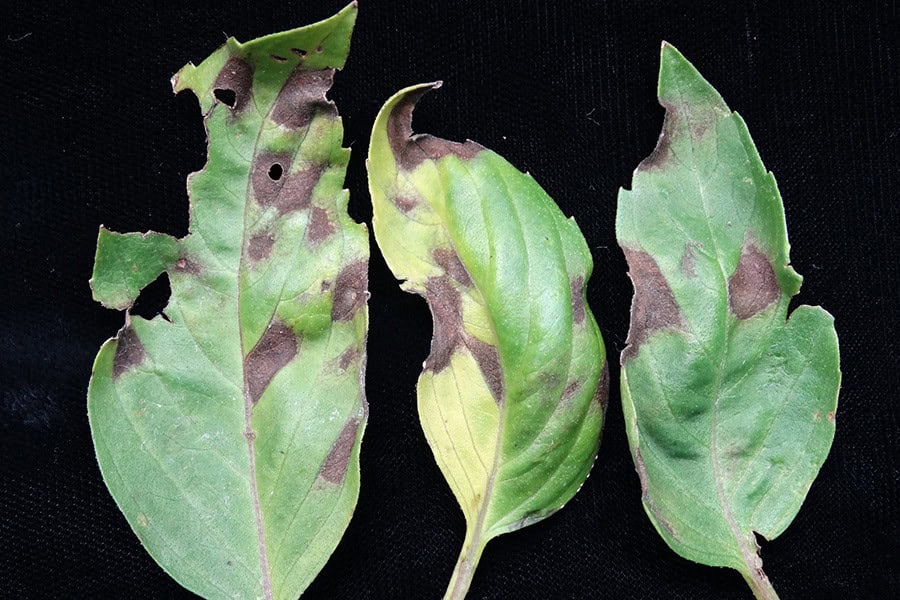 Cercospora Leaf Spot