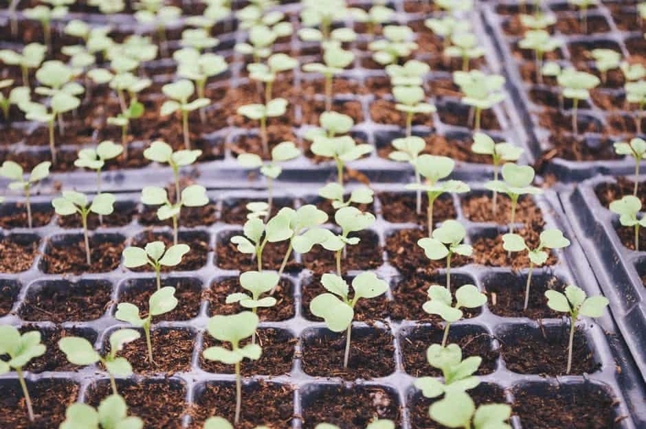 Make Sure Your Pots Have Adequate Drainage