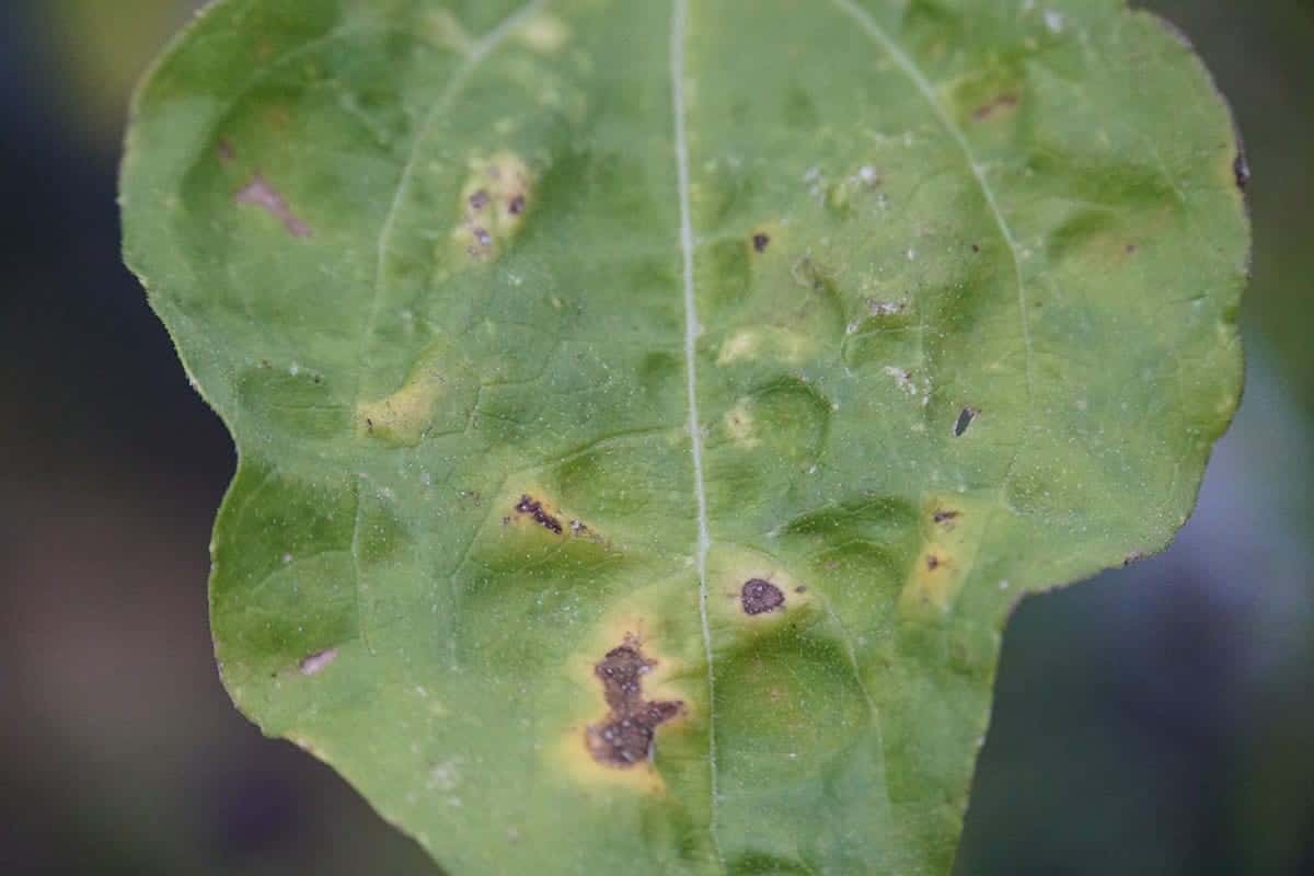 Leaf Spot