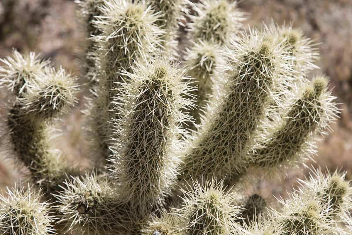 Cholla Cactus