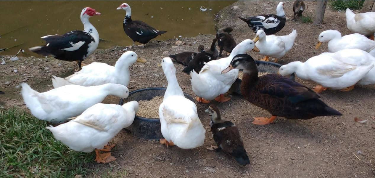 A Tale of Two Duck Families