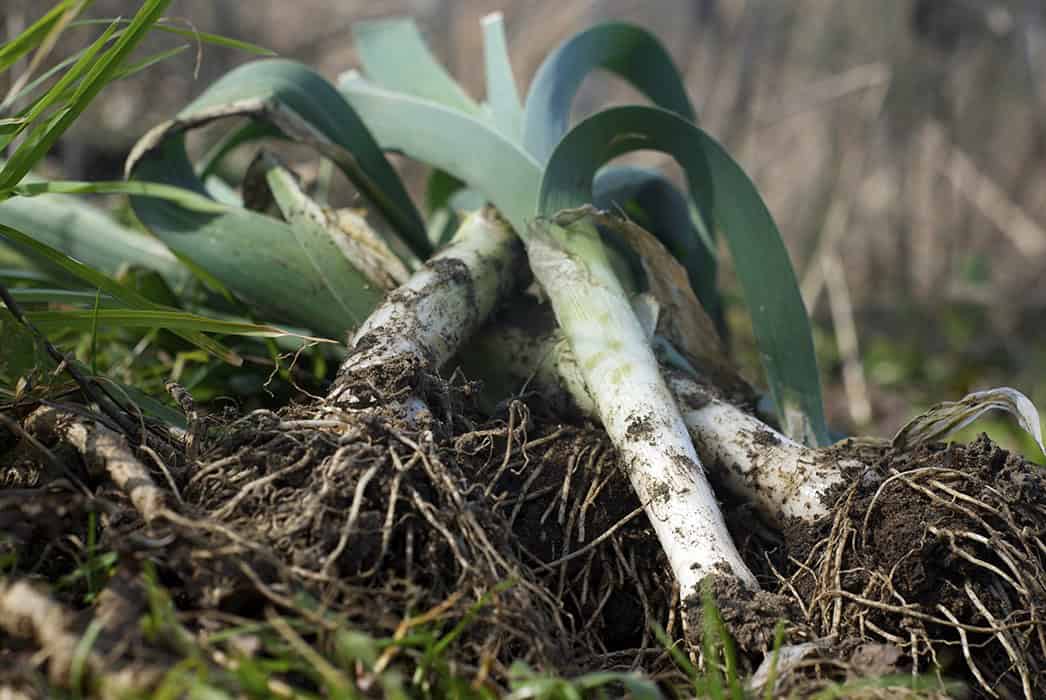 Harvesting & Storing Leeks