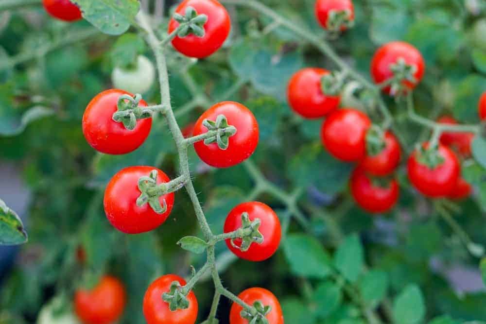 ‘Red Currant’ – Early Blight