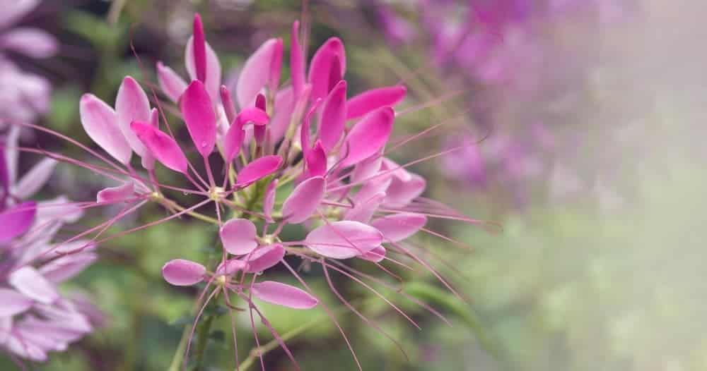 Spider Flower