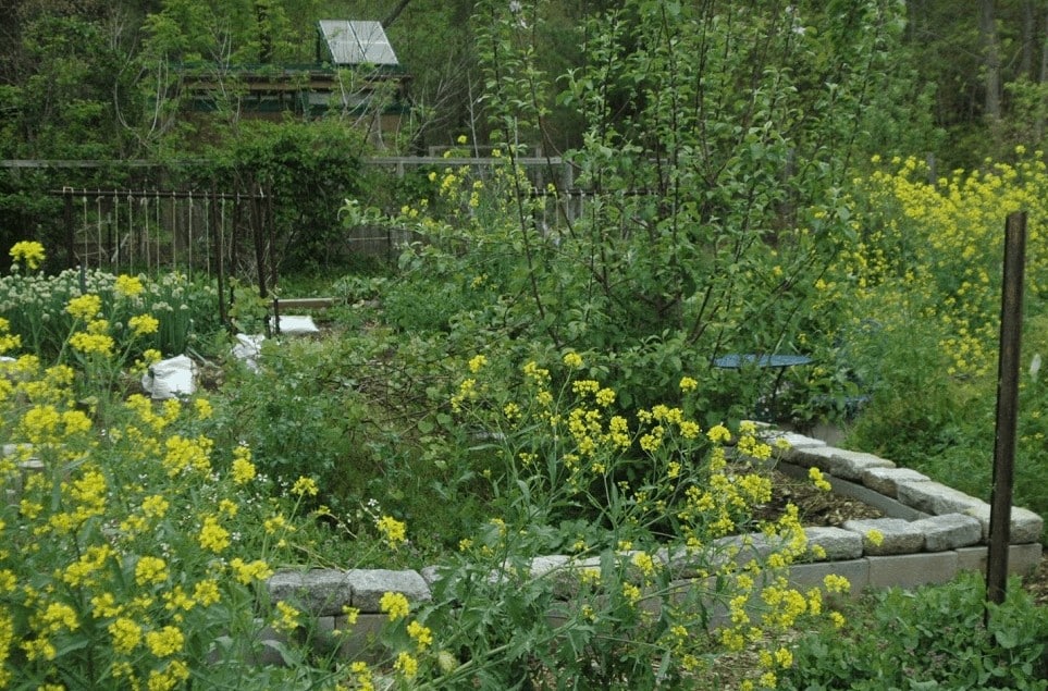 1-Day Project 4: Faux Raised Beds