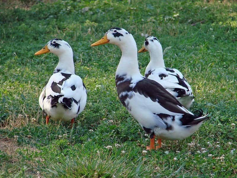 Ancona Ducks