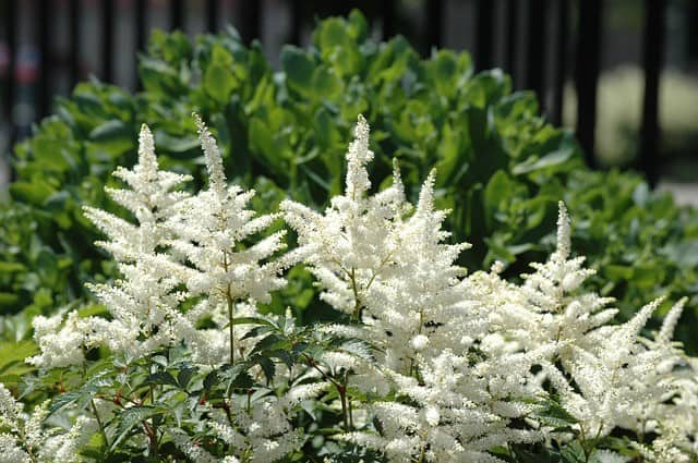 Vanhoutte Spirea (Spiraea x vanhouttei)