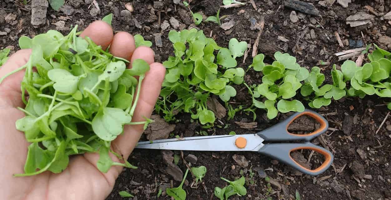 Step 5: Harvest Sprouts