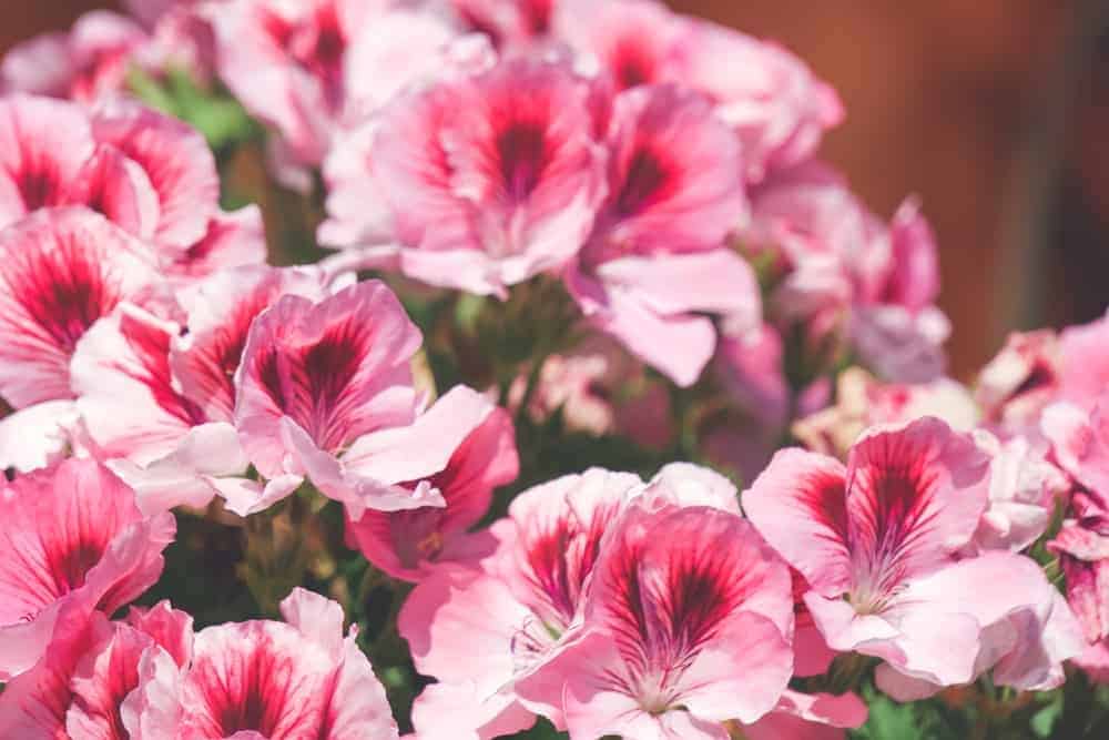 The Different Types of Geraniums