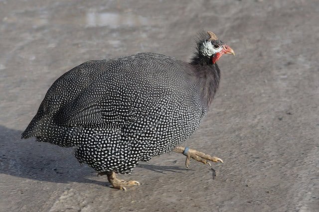 Guineas Are Extremely Noisy Creatures