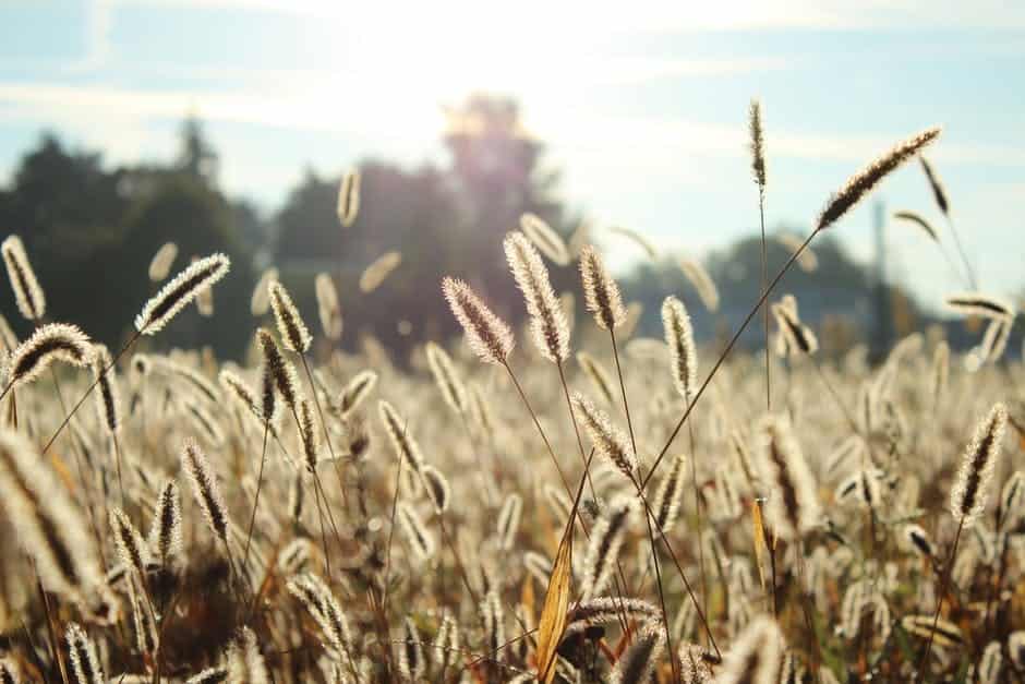 Plant a Cover Crop