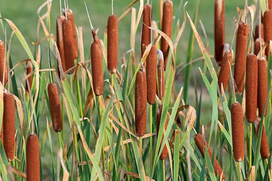 Cattails (Typha latifolia)