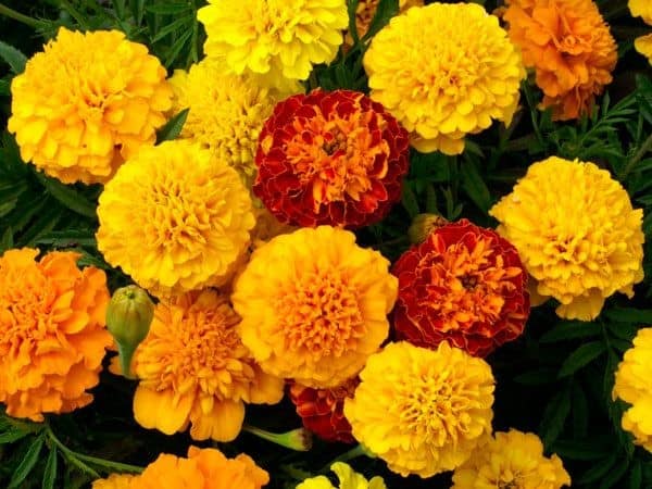 Marigolds