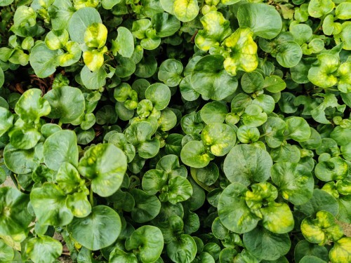 Creeping Jenny