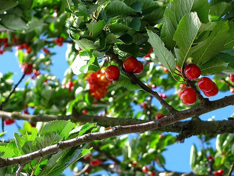 Fruit Trees