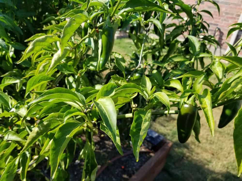 Peppers Aren’t Changing Colors