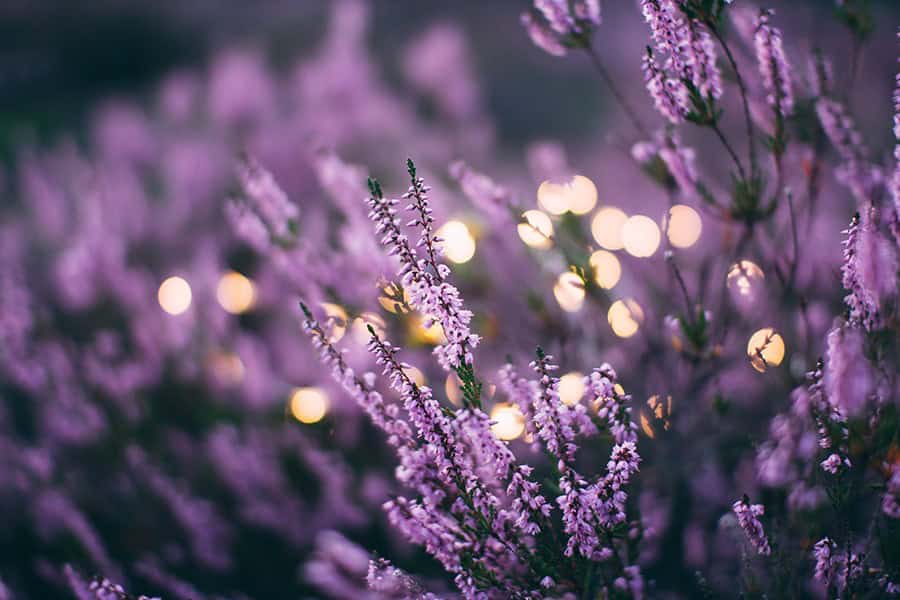 English Lavender (Lavandula angustifolia)