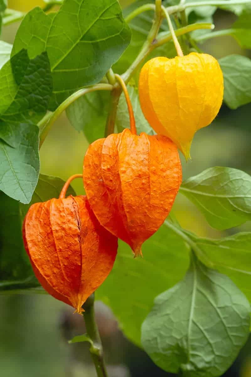 Ground Cherries (Physalis)