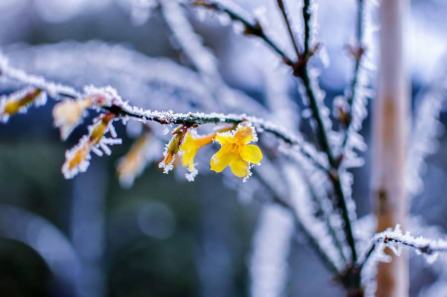 Winter Jasmine