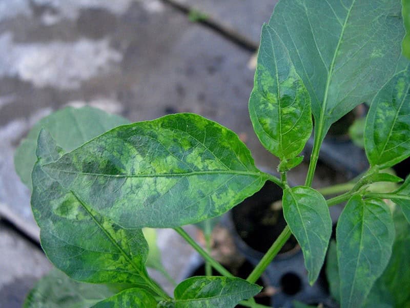 Tobacco Mosaic Virus