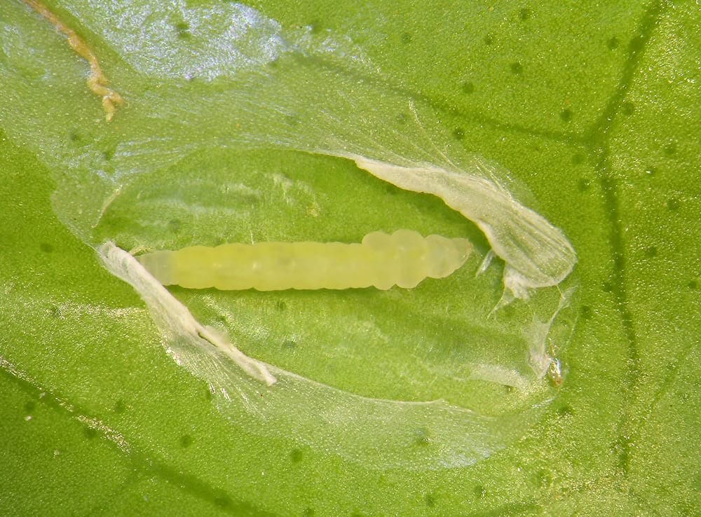 Spinach Leafminers