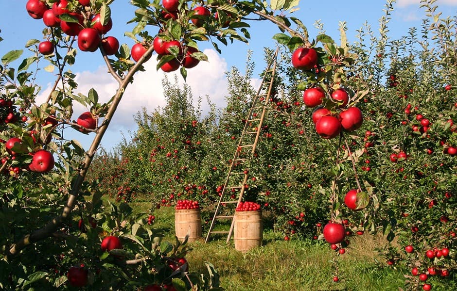 Harvesting and Storing Apples