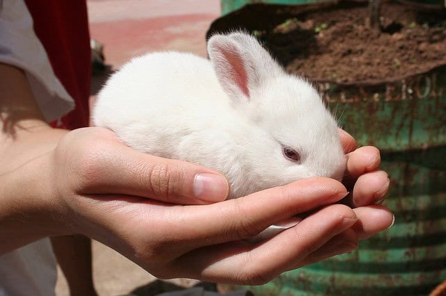 Raise and Breed Rabbits for Meat