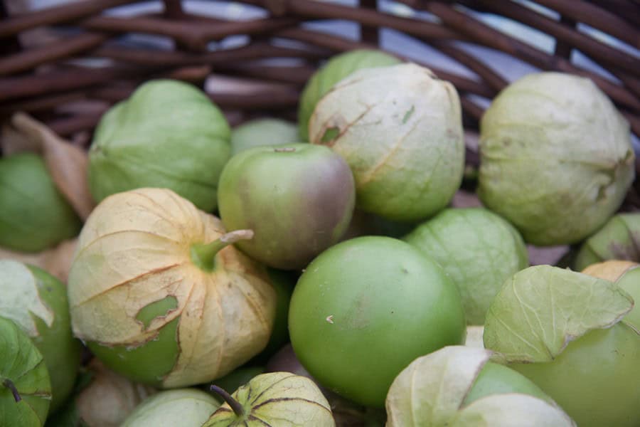 Harvesting and Storing Tomatillos