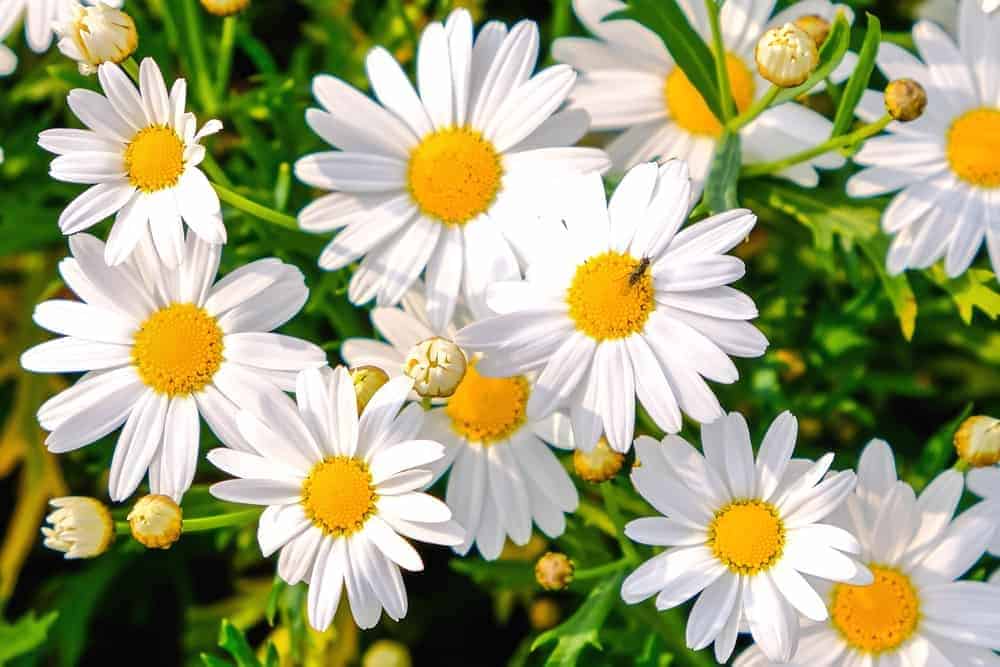 Shasta Daisies