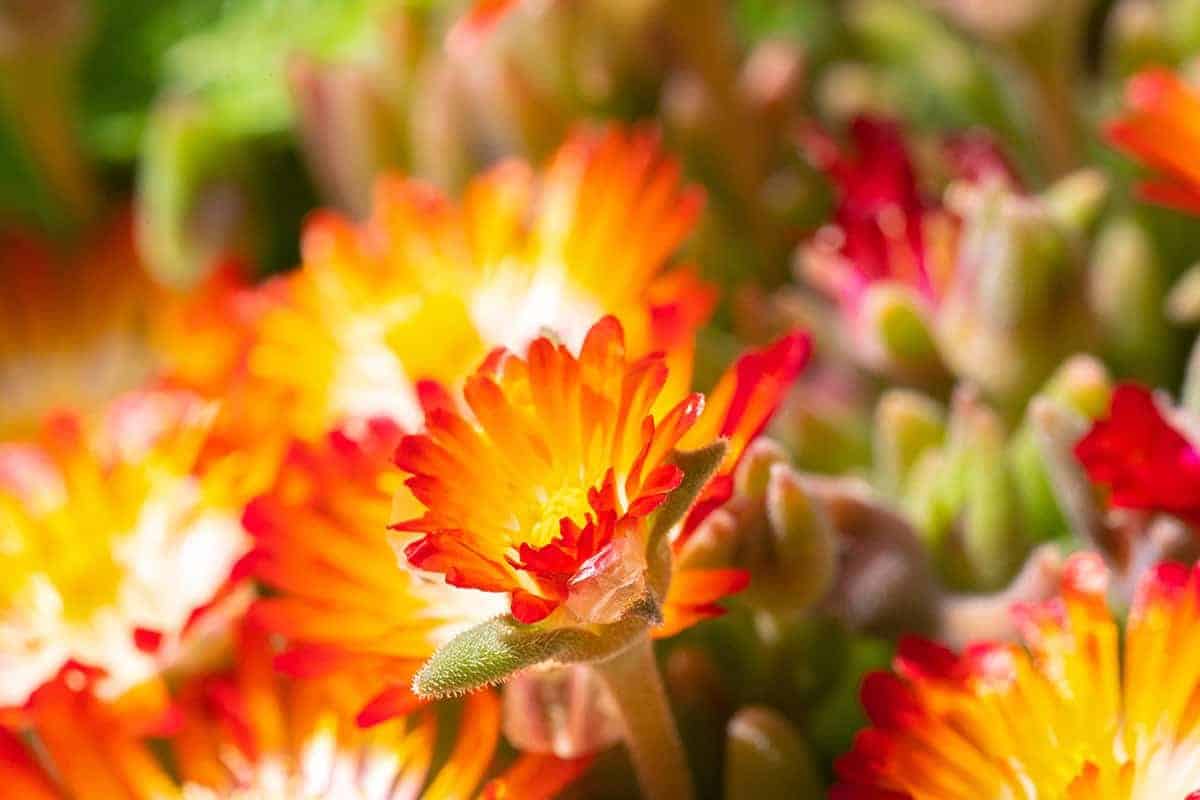 Chrysanthemums (Chrysanthemum coronarium)