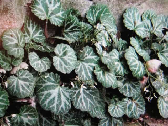 Strawberry Begonia