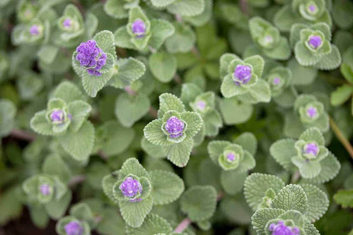 Catnip (Nepeta cataria)