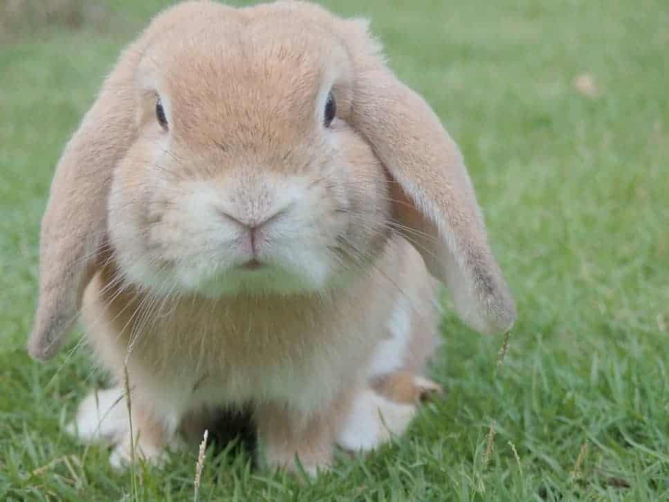 Feeding and Watering Fiber Rabbits