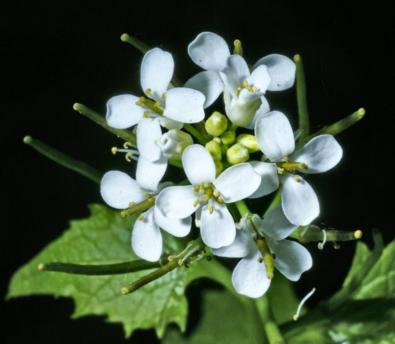 Garlic mustard