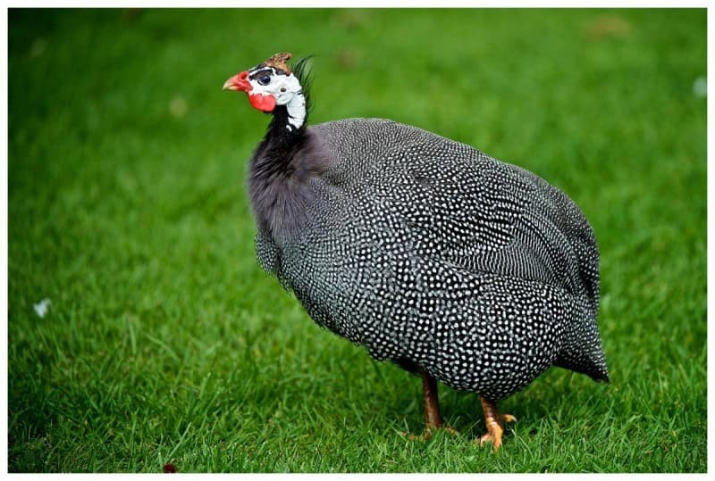 Guinea Fowl