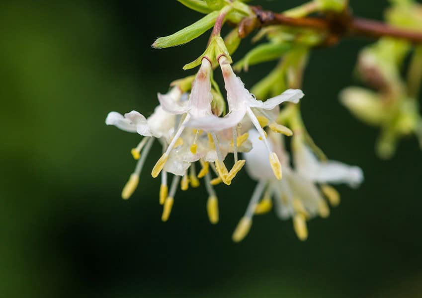 Winter Honeysuckle