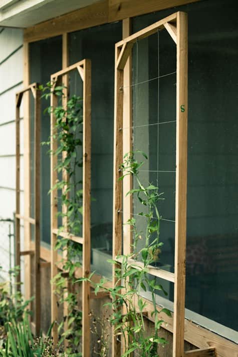 The Cedar Trellis