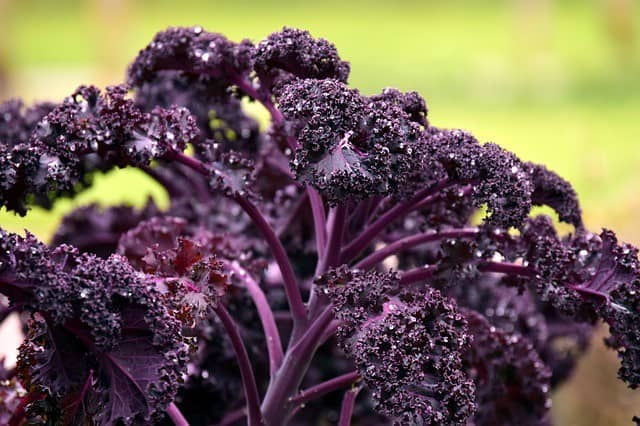 Kale Pests & Diseases