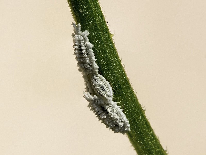 Mealybugs