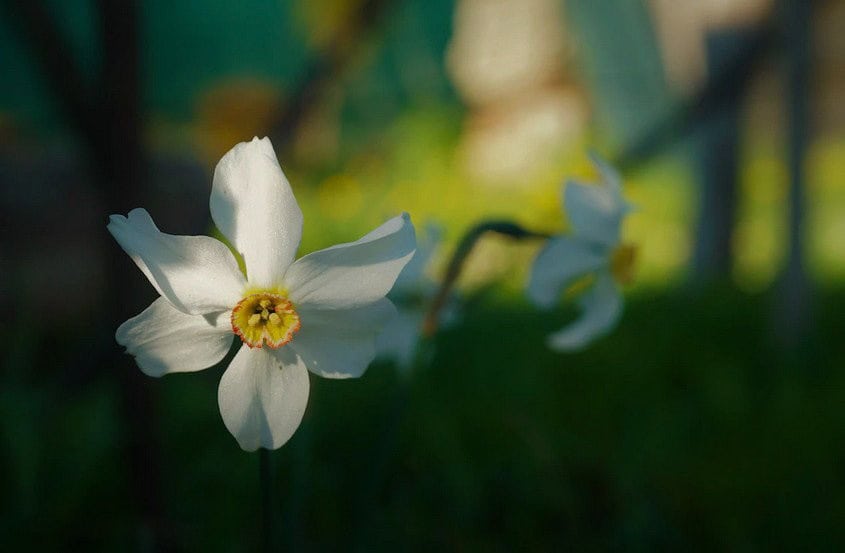 Paperwhites (Narcissus papyraceus): Zones 8-11