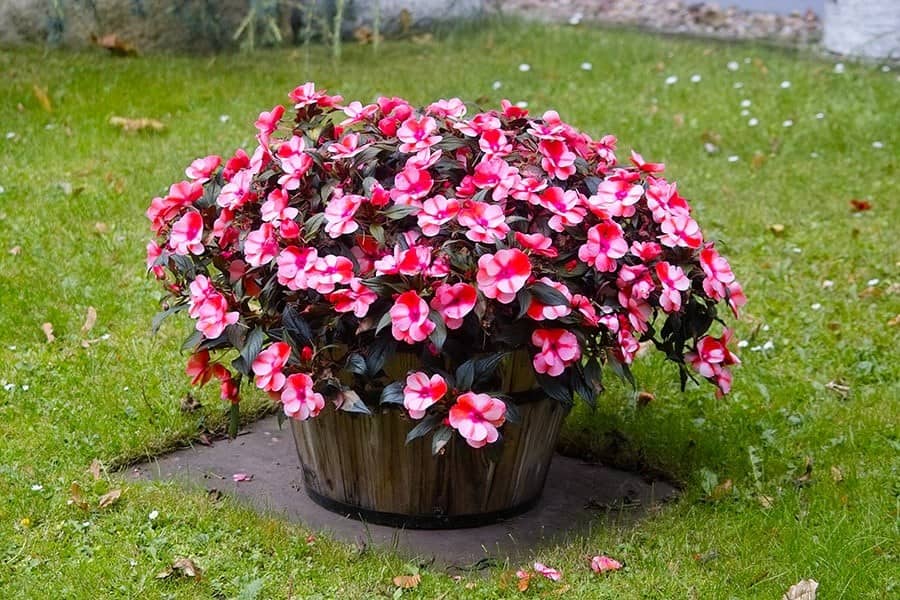 Flowering New Guinea Impatiens