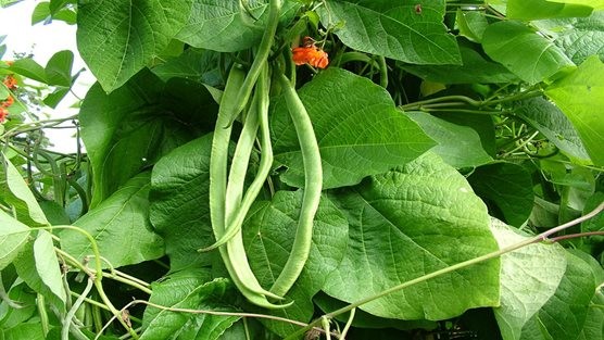 Runner Beans